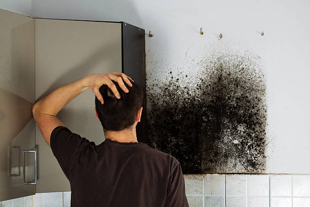 Best Mold Damage Repair  in Casas Adobes, AZ